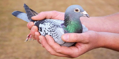 شركة مكافحة الحمام في راس الخيمة