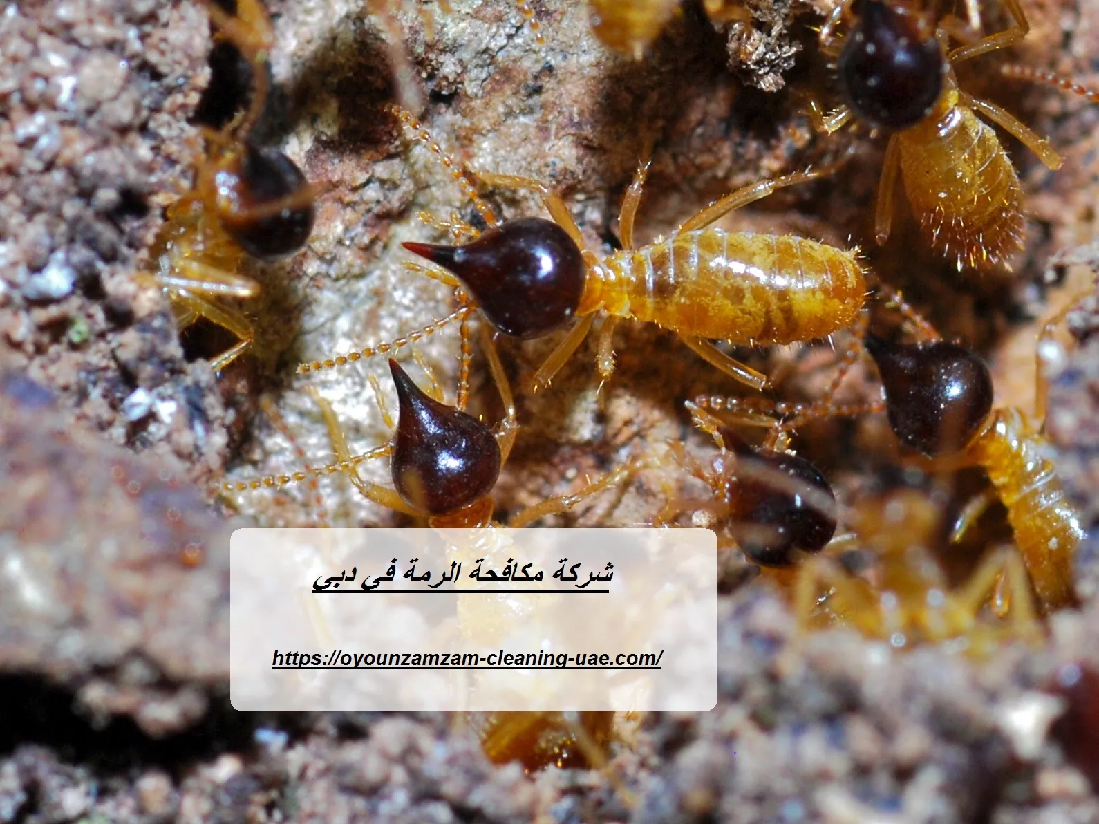 شركة مكافحة الرمة في دبي