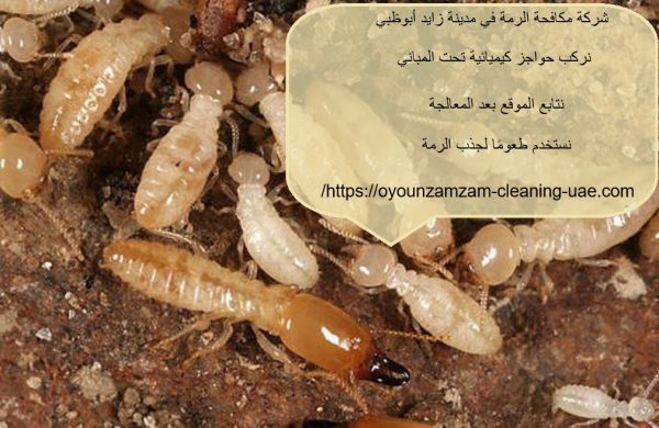 شركة مكافحة الرمة في مدينة زايد أبوظبي