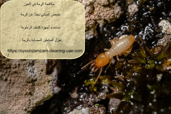 مكافحة الرمة في العين